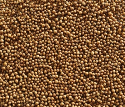 картинка Кориандр зерно (Россия) (мешок 20 кг) от Торговой Компании "Зима"