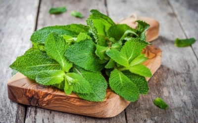 картинка Ароматизатор Мята 03827 (канистра 10 кг) Германия от Торговой Компании "Зима"