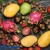 картинка Ароматизатор Экзотические фрукты 50400463 (9 кг) от Торговой Компании "Зима"